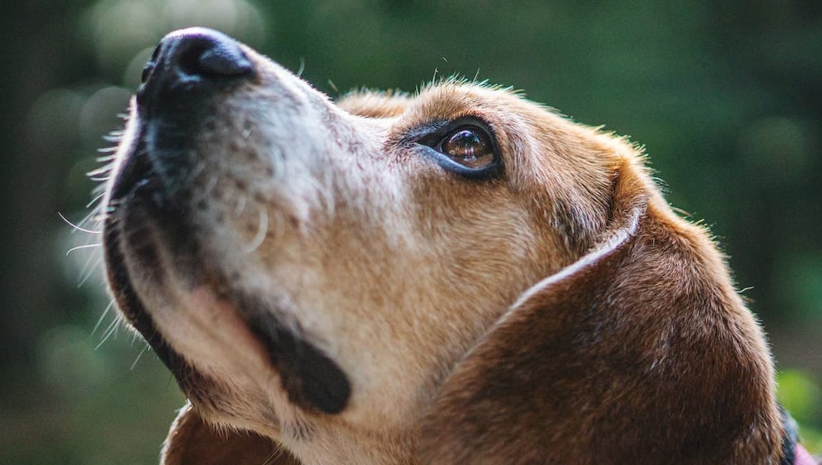 ¿Qué pasa si mi perro tiene la nariz seca y caliente?