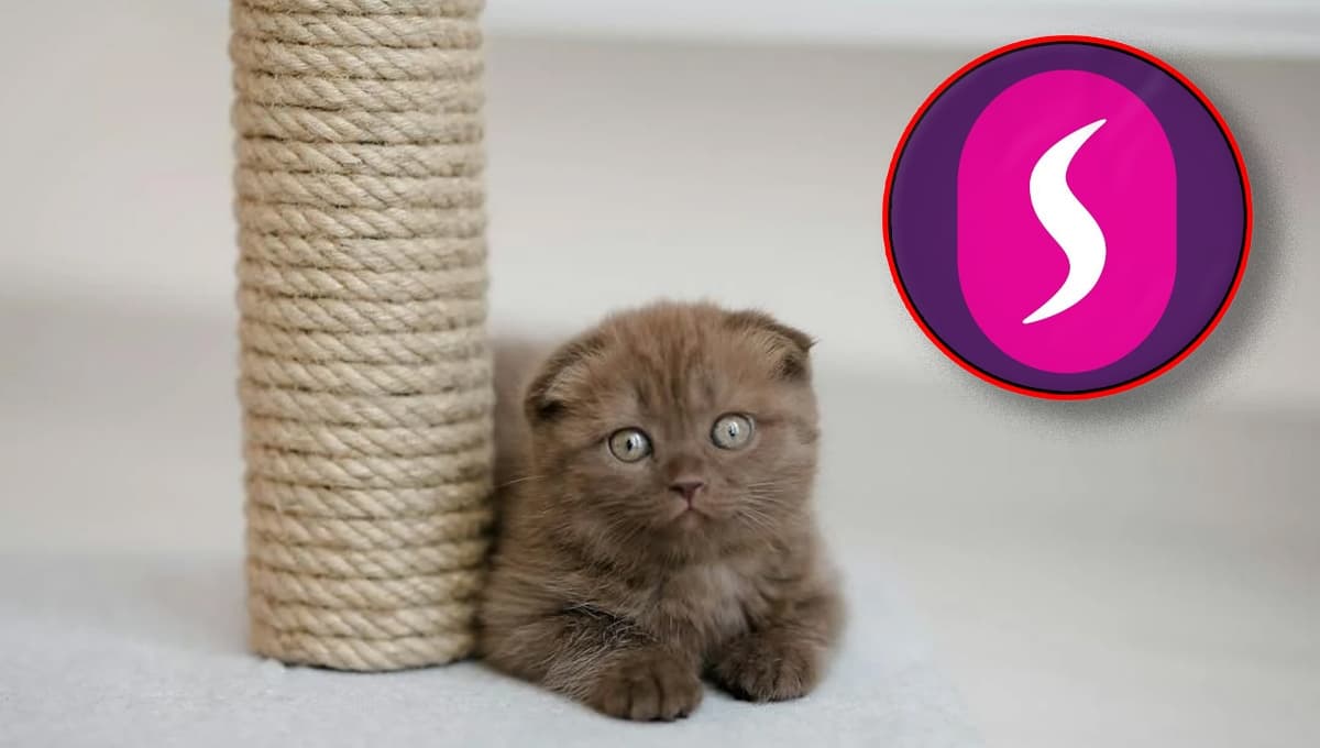 Suburbia pone en oferta navideña el mueble rascador más práctico y resistente para gatos