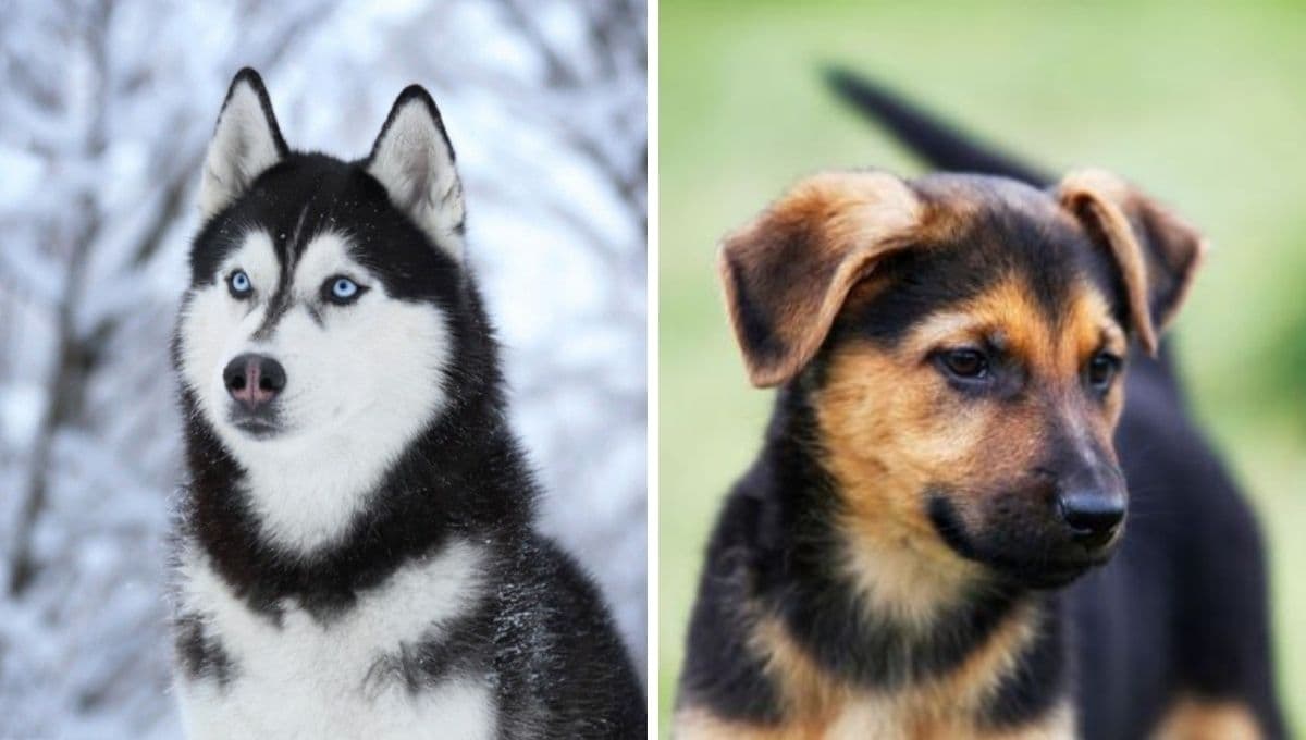 ¿Qué es mejor un perro de raza o mestizo?