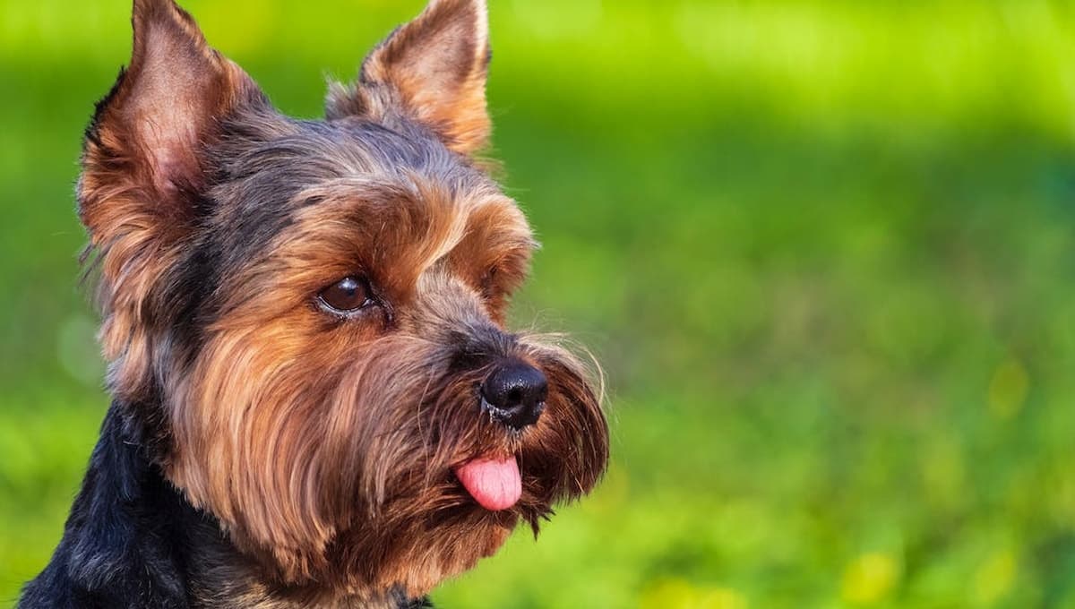 ¿Por qué tiritan los perros Yorkshire?