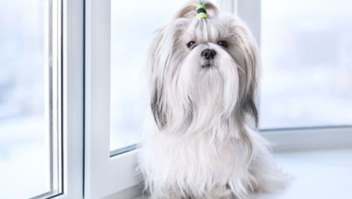 ¿Cómo son los Shih Tzu con sus dueños y qué es lo que más les gusta?