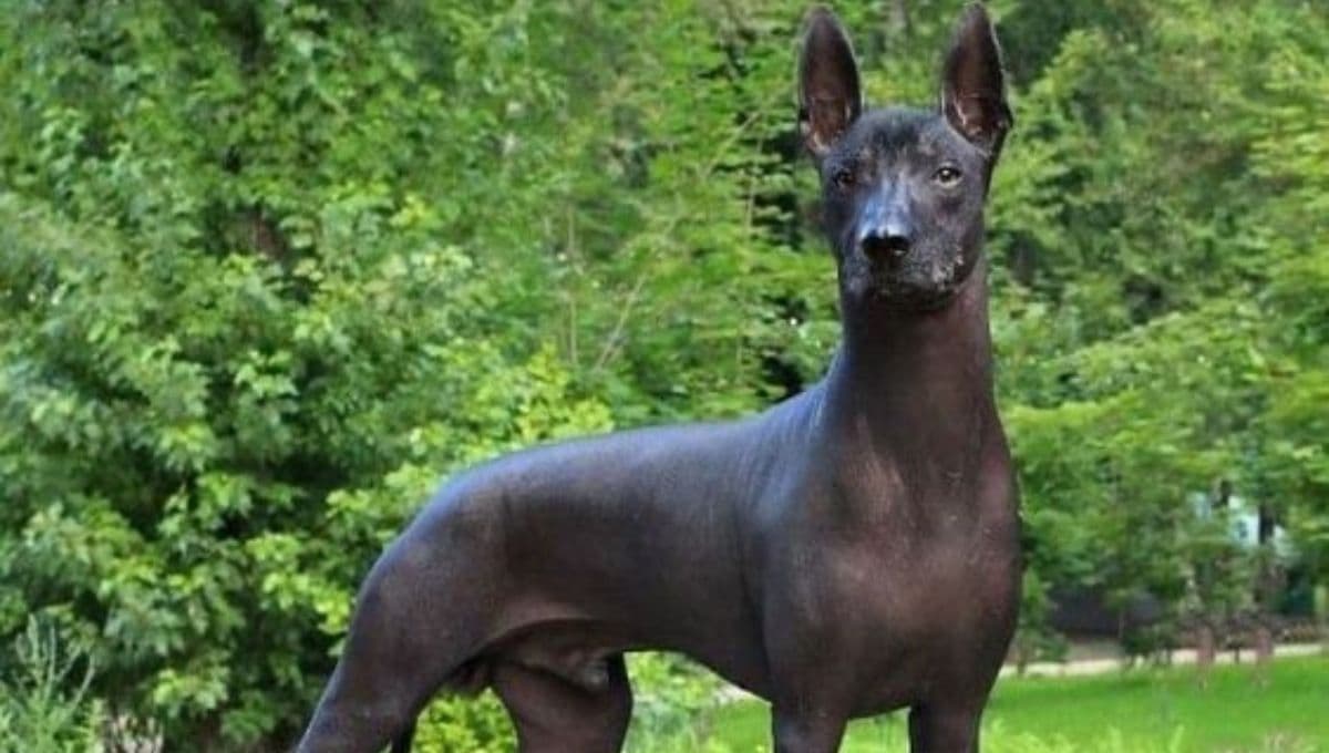 ¿Cómo cuidar un perro Xoloitzcuintle en temporada de frío?