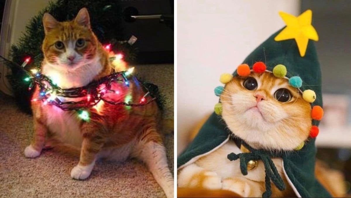 5 MEMES de gatitos tiernos para compartir en esta Navidad