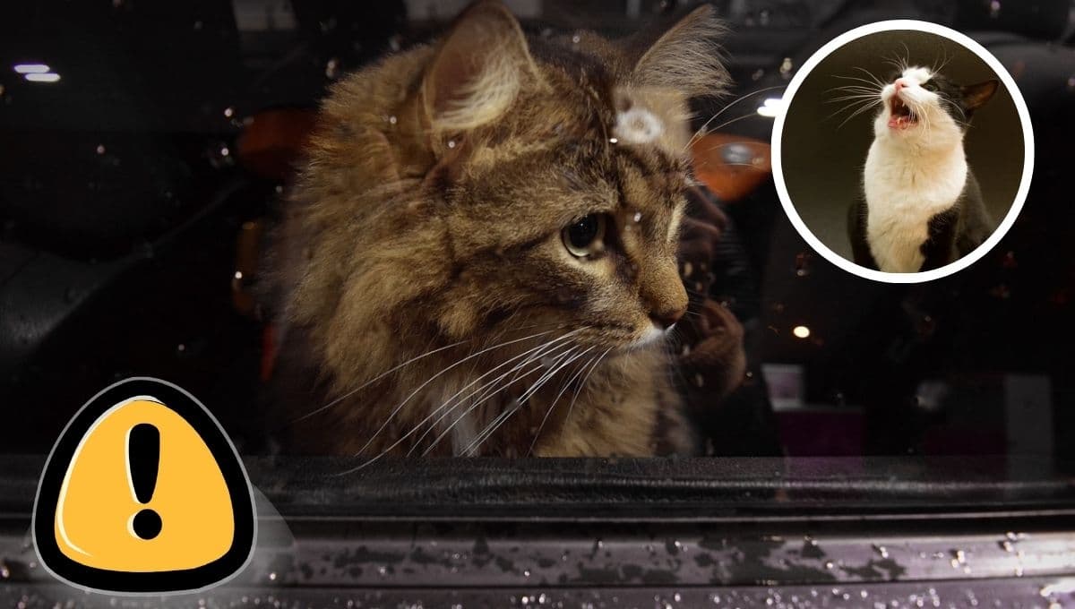 ¿Qué significa que un gato llore de noche y cómo puedes evitarlo?