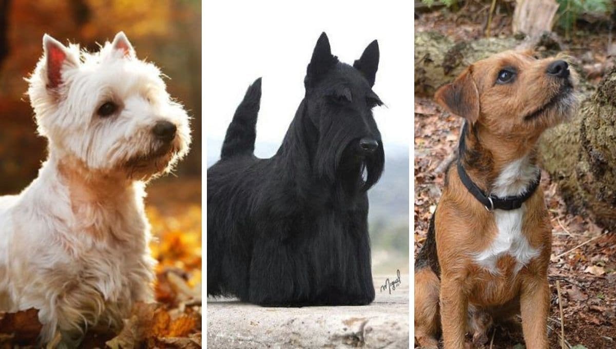 5 razas de perros que se parecen al Schnauzer: son como sus primitos