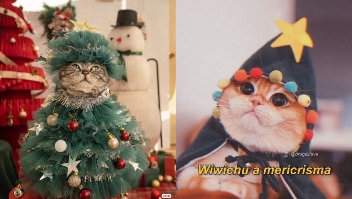 MEMES de gatitos tiernos y Navidad para compartir en WhatsApp