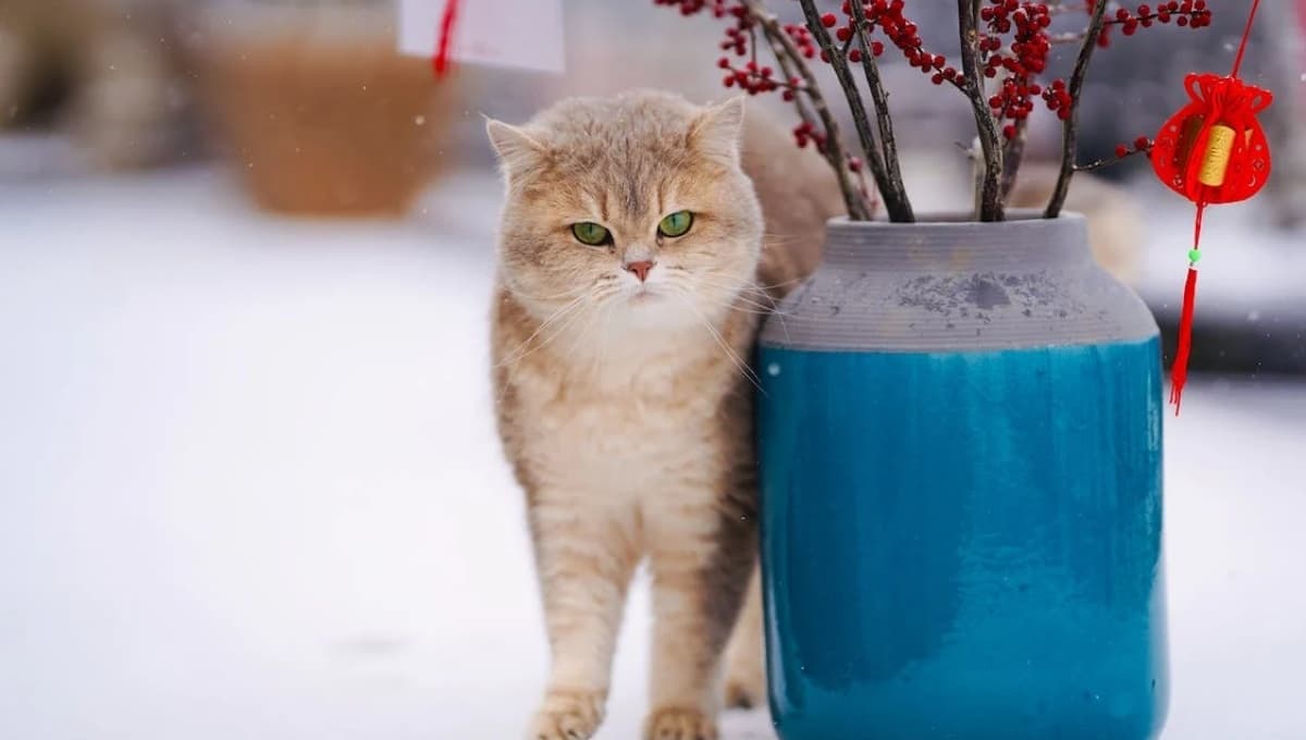 ¿Qué pasa cuando un gato tiene el cuerpo frío?