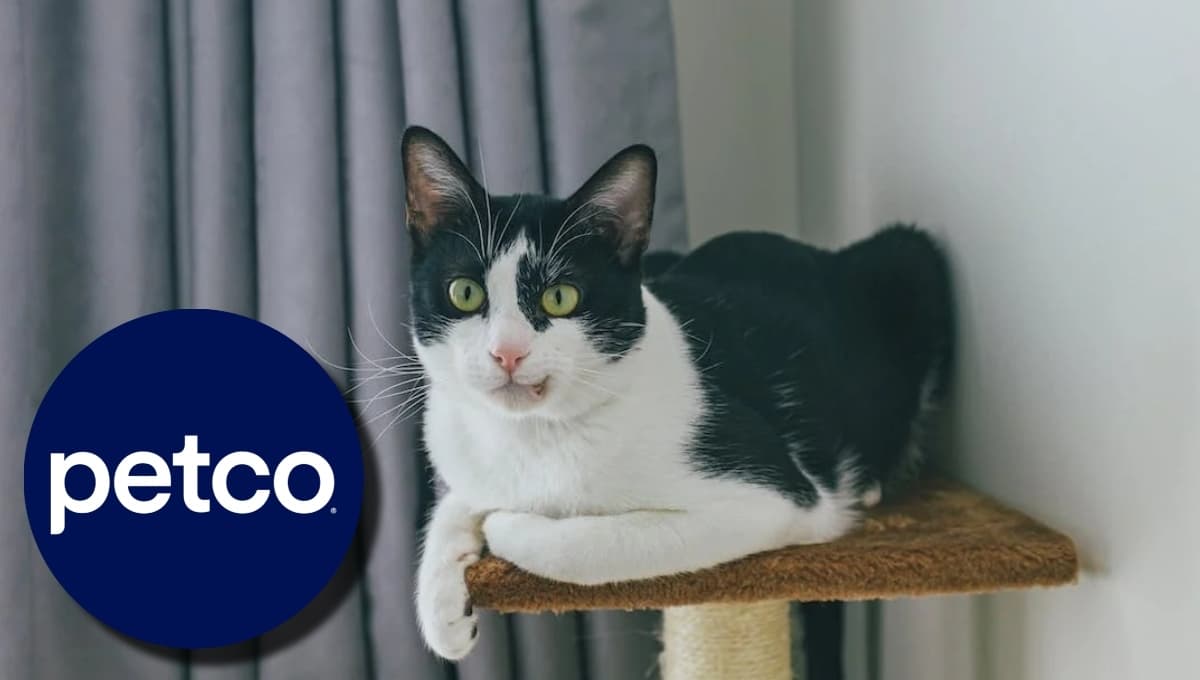 Petco remata divertido mueble rascador para gato: resistente, bonito y con super descuento