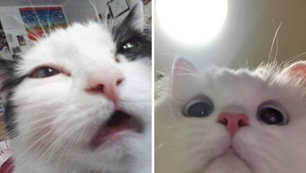 6 MEMES de gatos tiernitos para distraerte un rato si te dio el bajoncito emocional
