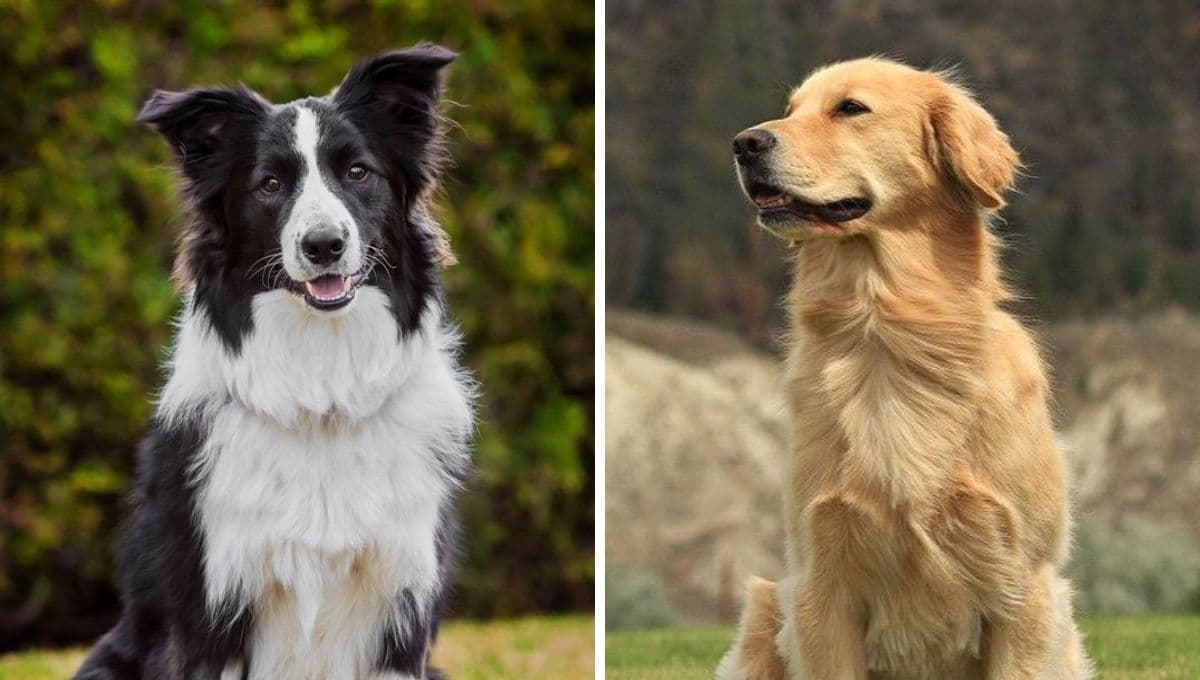 ¿Cuál es la diferencia entre un Border Collie y un Golden Retriever?