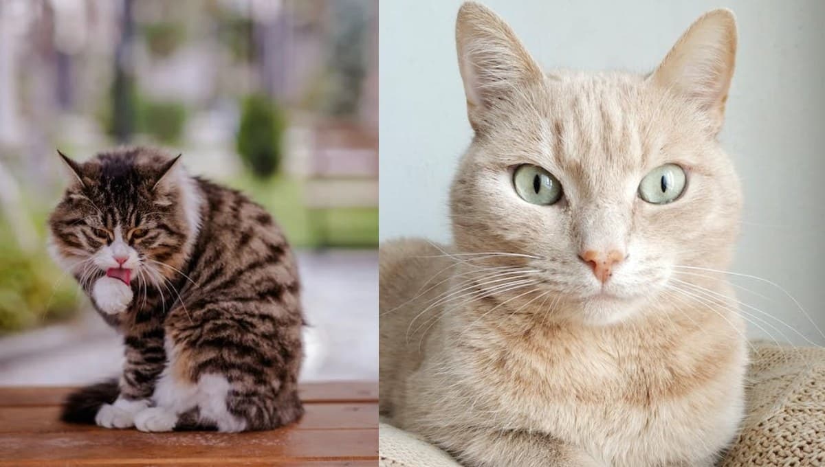 ¿Por qué NUNCA debes cortar los bigotes de tu gatito?
