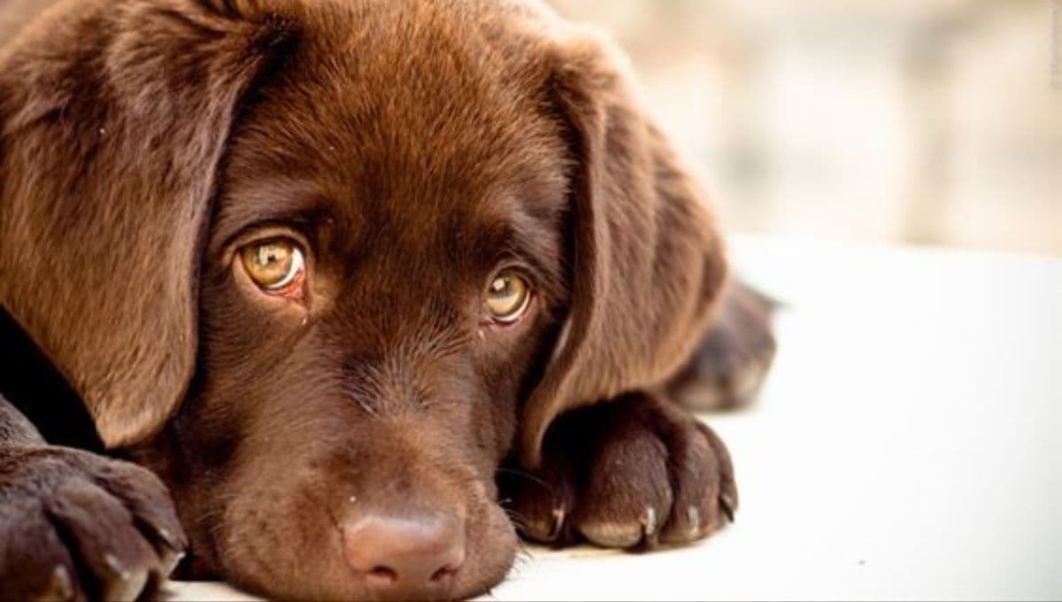 ¿Por qué mi perrito tiembla como si tuviera frío y está triste?
