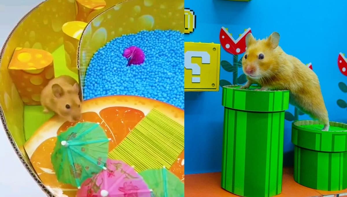 3 videos de hámsters superando laberintos DIFÍCILES