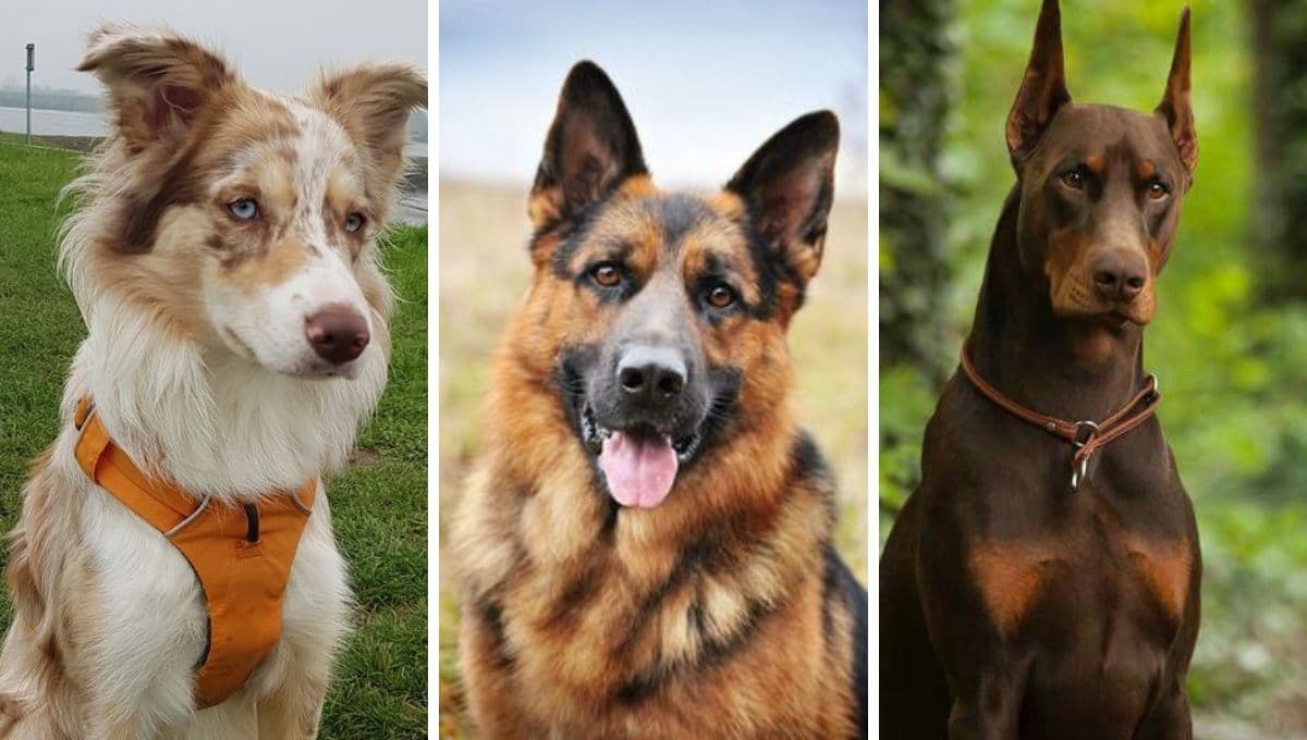 6 razas de perros que aprenden más rápido: los más inteligentes según la ciencia