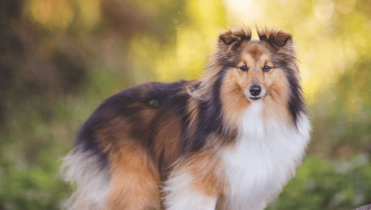 ¿Cuántos años viven los perros Pastor de Shetland y qué enfermedades les afectan?