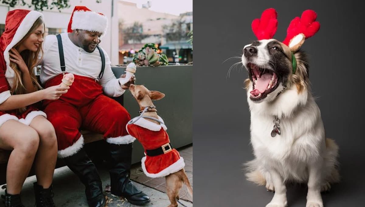 7 alimentos navideños que están prohibidos para los perros