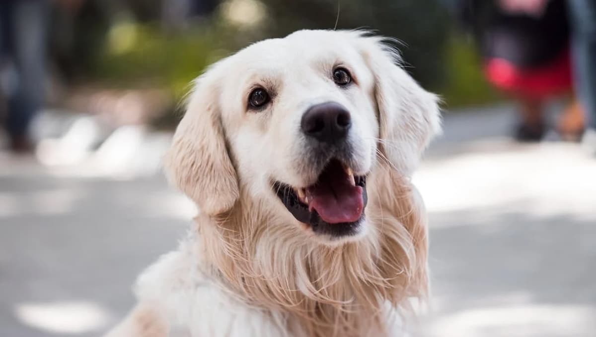 5 palabras que tu perro entiende y ama que digas según un estudio
