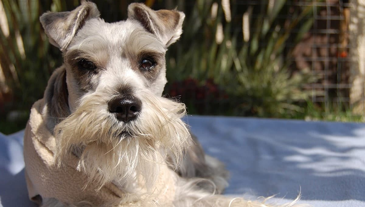 ¿Cómo saber si mi perro Schnauzer ya es viejo?