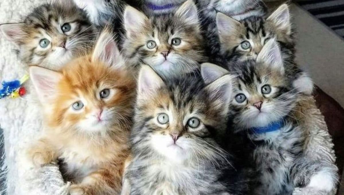 ¿Qué significa soñar con muchos gatos bebés?