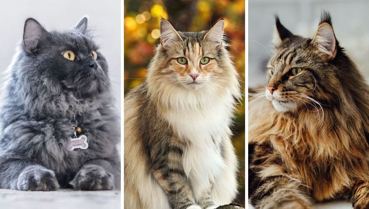 Razas de gatos peludos y grandes: 4 tipos de mininos que amarás como mascota