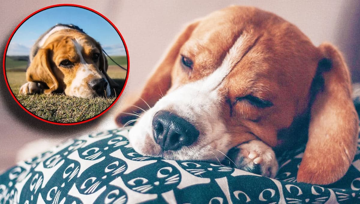 ¿Por qué mi perro no duerme y está inquieto? Causas y soluciones