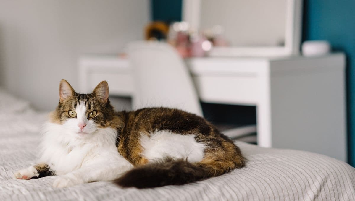 ¿Qué tan bueno es tener un gato en un departamento?
