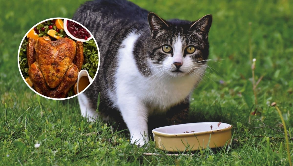 ¿Qué pasa si mi gato come pavo?