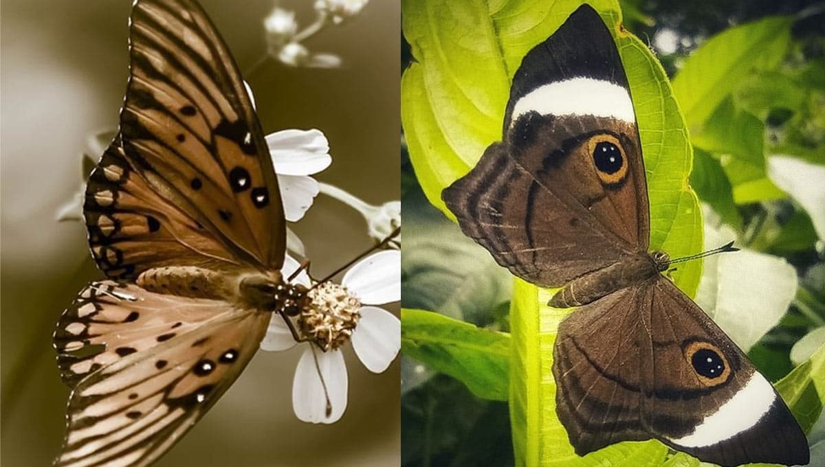 ¿Qué significa ver una mariposa grande y café?