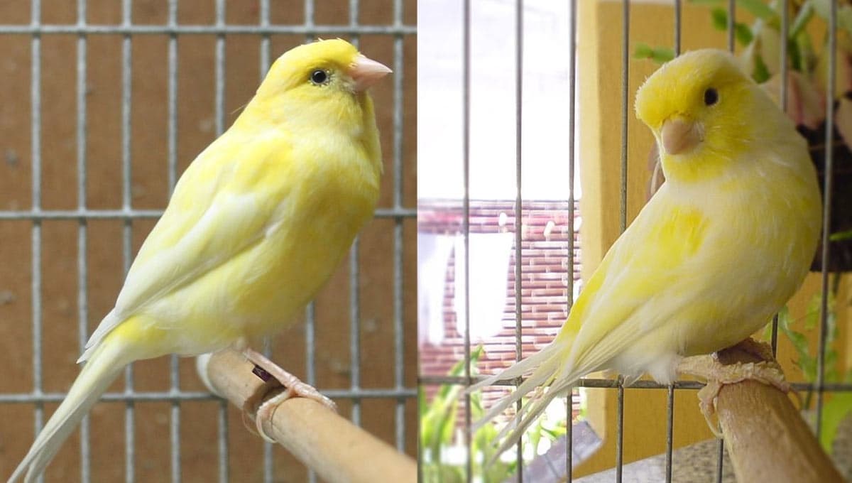 ¿Cuánto dura un canario en jaula y qué tan bueno es que vivan en cautiverio?