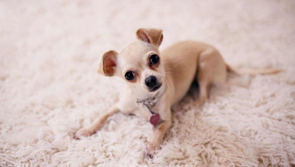 3 razas de perros mexicanos poco conocidas: y no es el Chihuahua