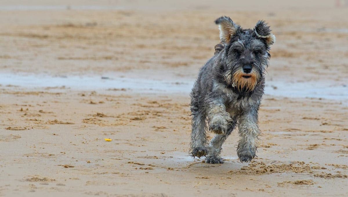 ¿Por qué los Schnauzer son hiperactivos?