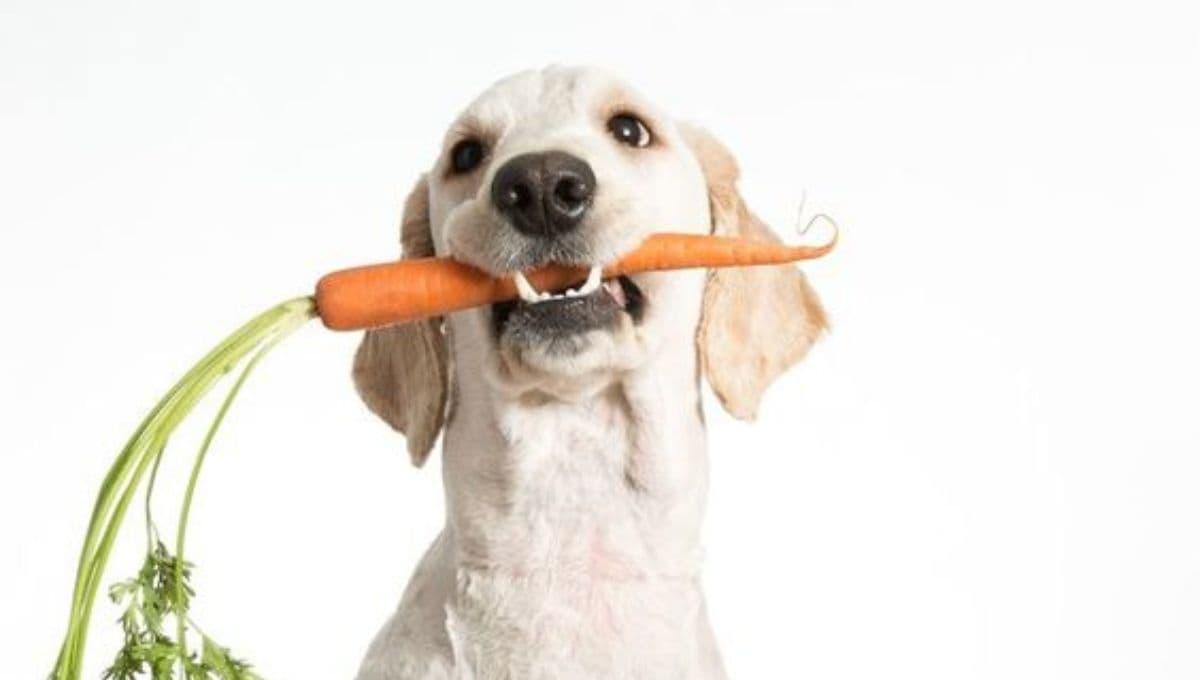 Receta de cena navideña para perritos: seguria y deliciosa para consentir a tu mascota