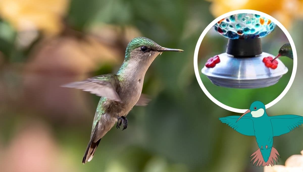 ¿Cómo hacer néctar para colibríes casero en sólo 3 sencillos pasos?