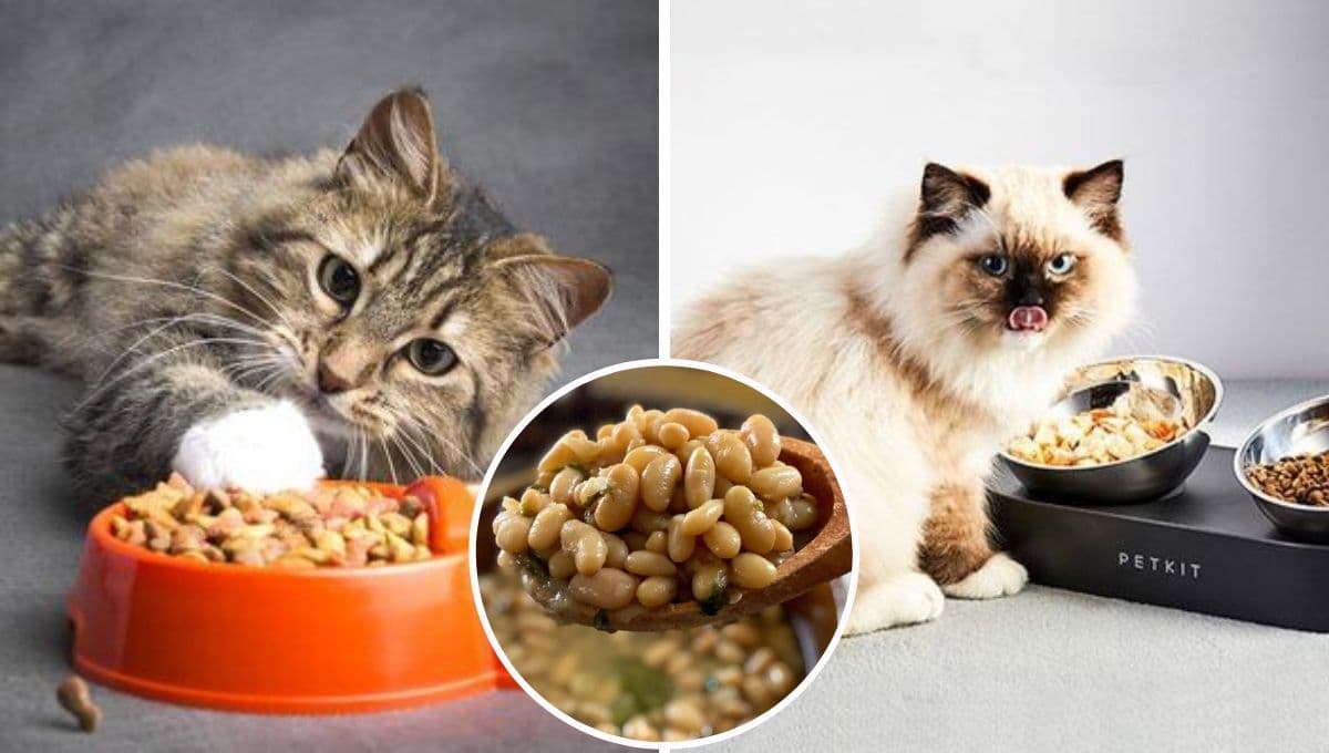 ¿Qué pasa si mi gato come frijoles y por qué hay que evitarlo?