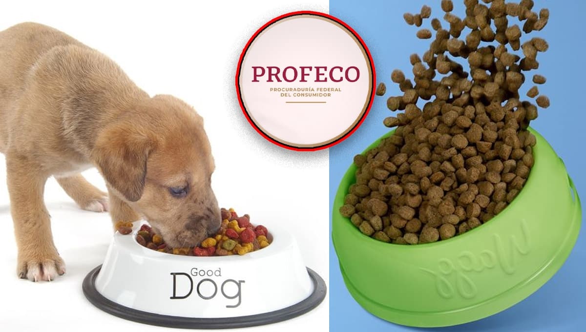 ¿Buscas un alimento económico y bueno para perro? Profeco da 3 opciones