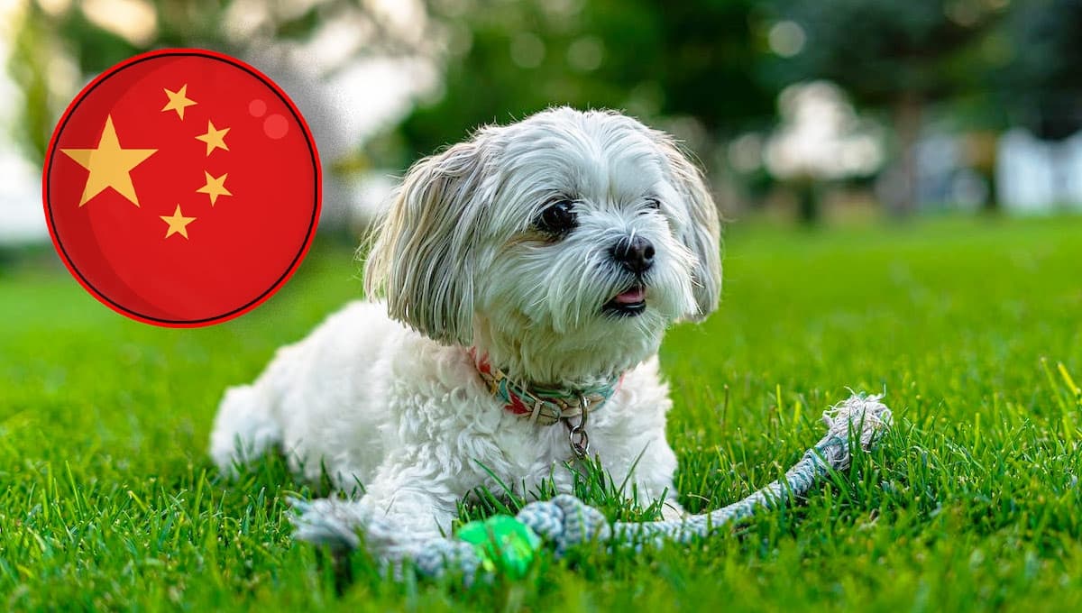 6 nombres chinos para perritas hembras con significado
