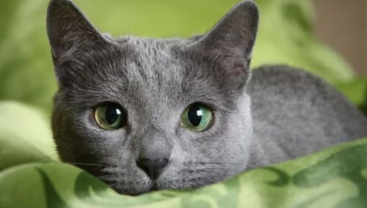 ¿Qué significa tener un gato azul ruso?