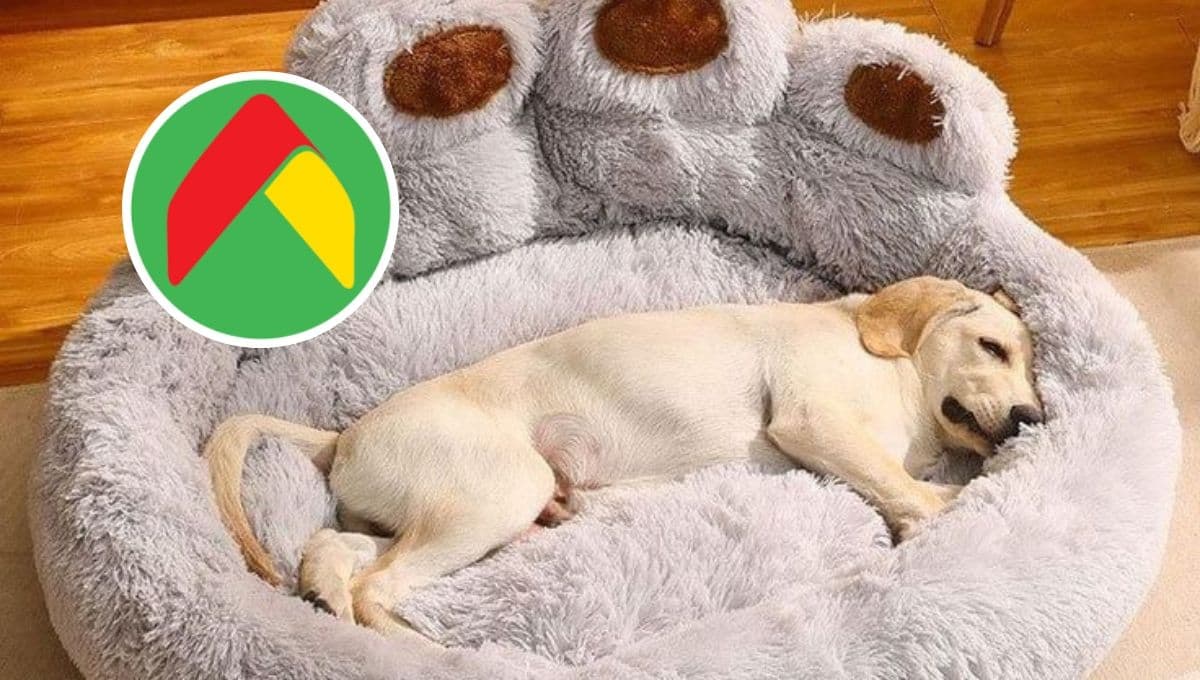 Bodega Aurrera da un descuento en 3 camas para perro; son las más populares