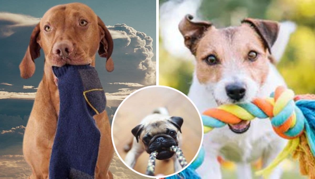 ¿Cómo hacer un juguete para PERRO con calcetines? | Paso a paso