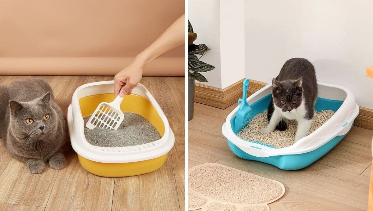 Arena para gato casera con dos ingredientes de tu cocina: tutorial