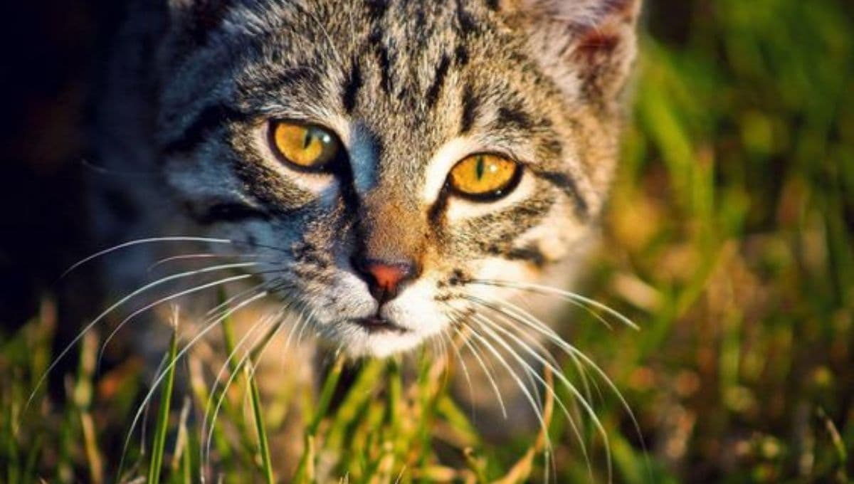 ¿Cuánto tiempo puede durar desaparecido un gato?
