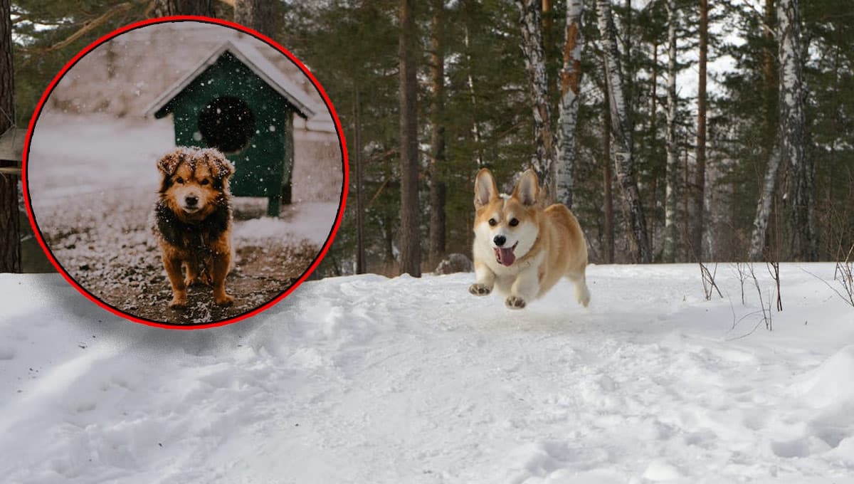 ¿Dónde deben dormir los perros en invierno?