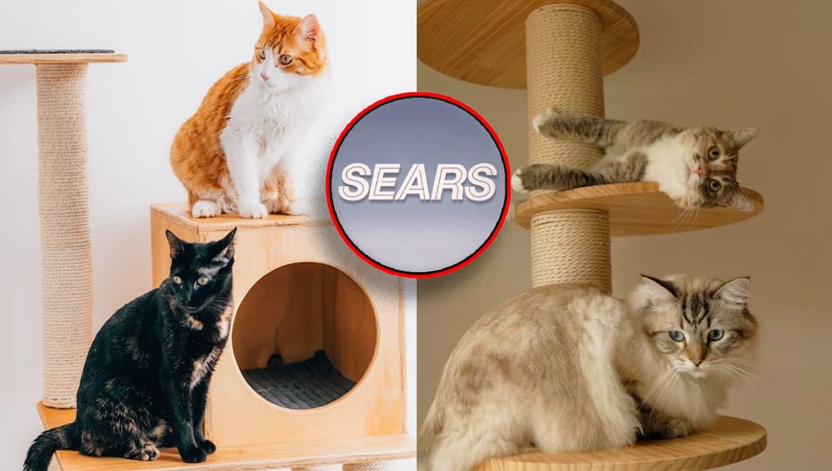 Rebajas: Sears pone en descuento uno de sus muebles rascador más cómodos y calientitos