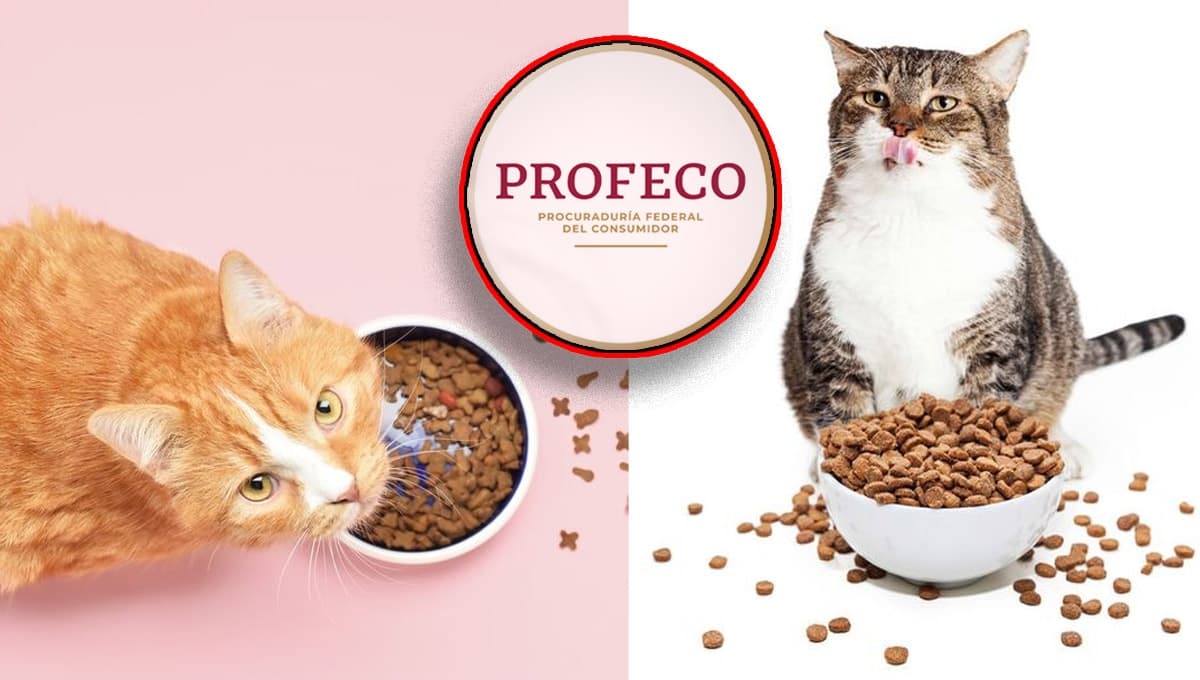 ¿Cuáles son las mejores croquetas para gato en relación calidad-precio? Profeco da la respuesta
