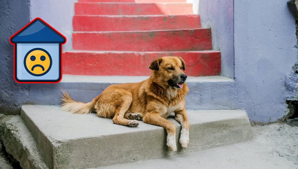 ¿Cuánto tiempo tarda un perro en regresar a su casa?