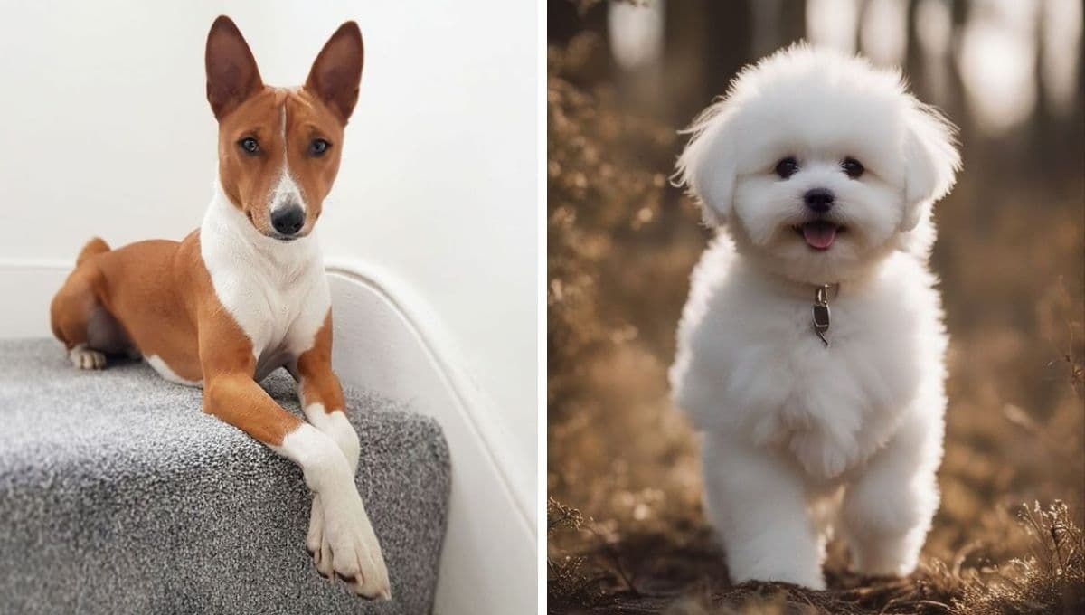 6 razas de perros que menos huelen: ni batallarás con los olores