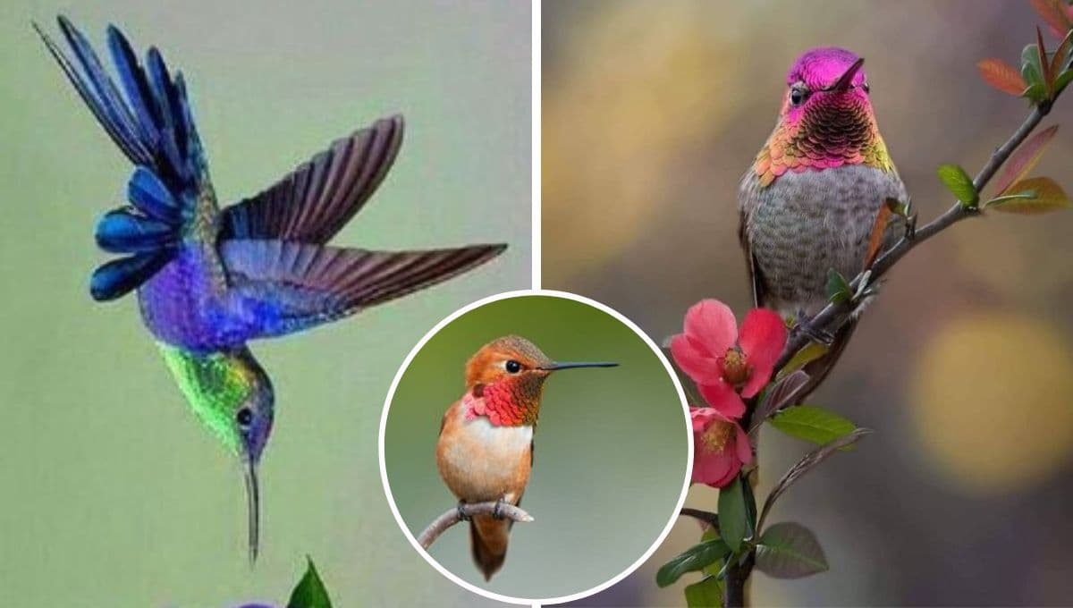 ¿Cómo hacer que vengan los colibríes al bebedero? 3 tips infalibles