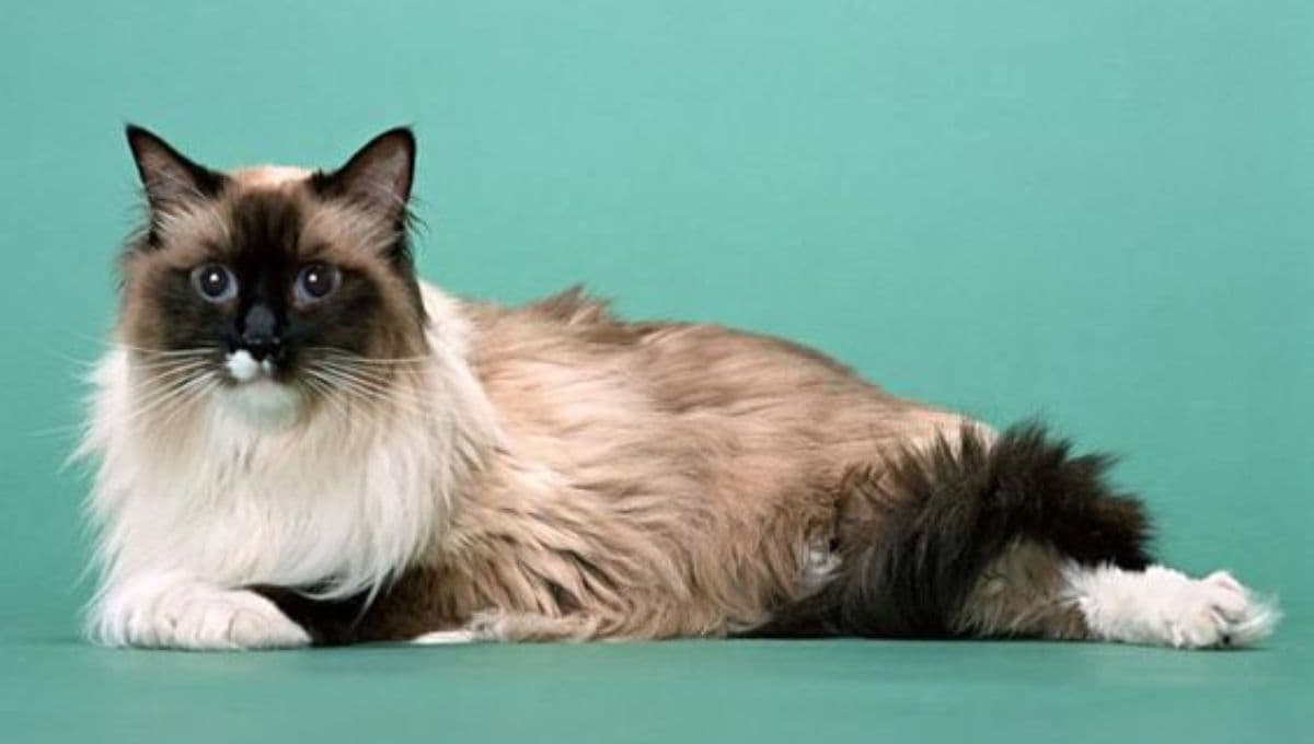 Gato Himalayo: características, cuánto viven, qué comen y cuidados