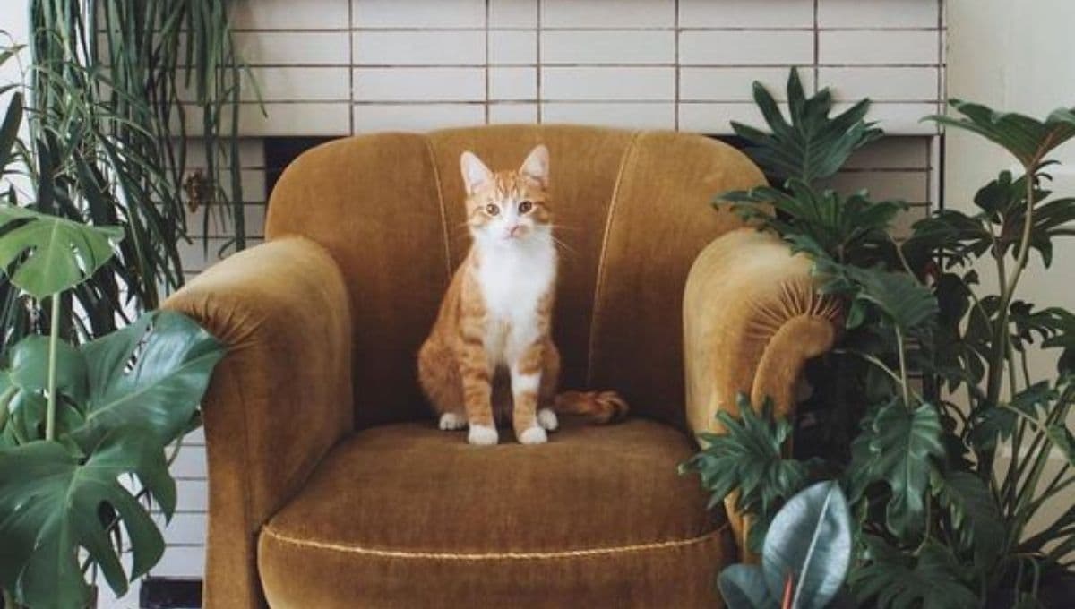 ¿Que significa cuando un gato llora en tu techo en la madrugada?