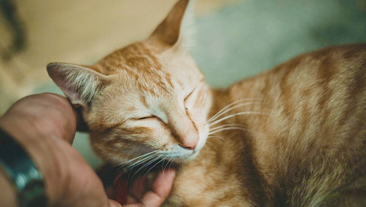 ¿Qué significa cuando un gato te acaricia y ronronea?